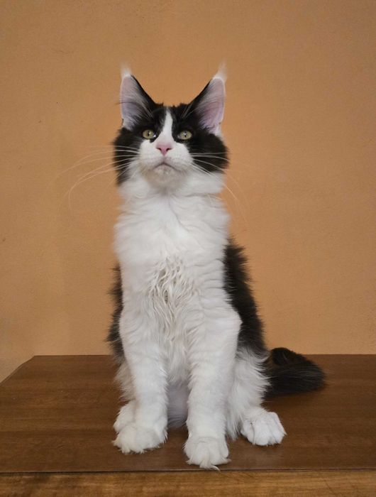 Czarno biały kocurek Maine Coon