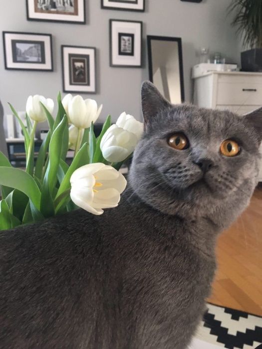 Kot kocur brytyjski reproduktor krycie / cena 500 zl