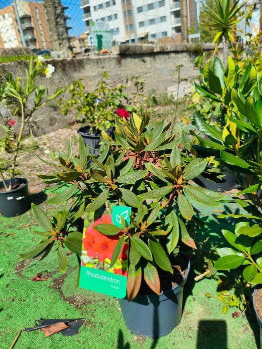 Rododendro - planta em vaso