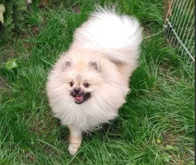 Супер пухнастий тінейджер-шпіц в ошатній кремовій шубці. Киянин