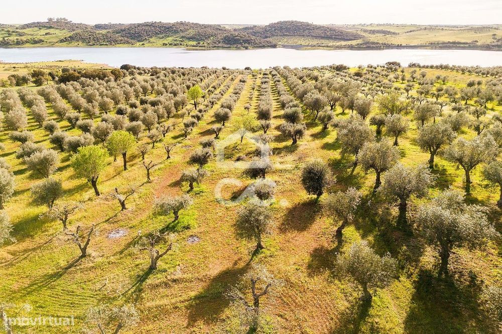 Olival de 5138 m2 | Rosário (Alandroal)