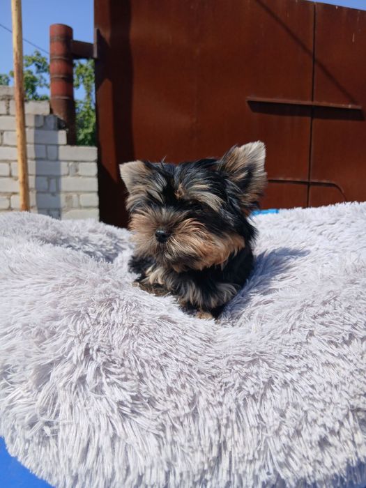 Курносые щенночки