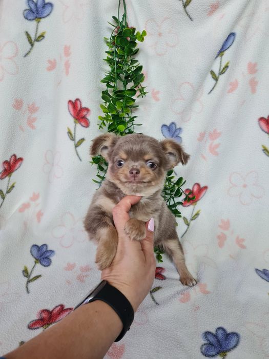 Excecional menino mini pelo comprido Chihuahua/Chiuaua de Qualidade