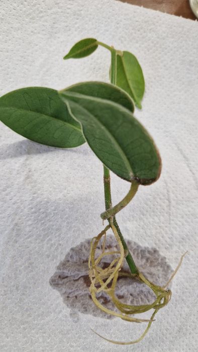 Hoya Monette sadzonka szczytowa