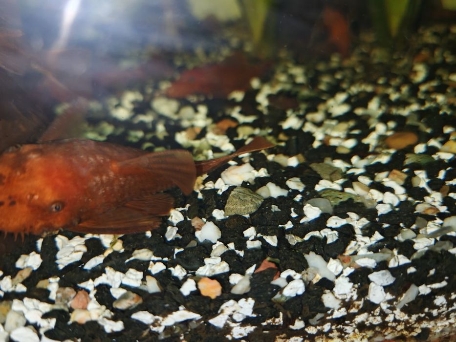 Ancistrus Super Red