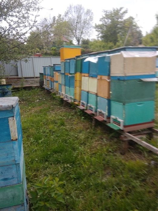 Продам бджолопакети, бджолосімʼї, бджоломатки, рої, відводки