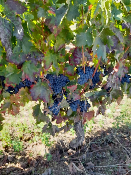 Vinha com 1,9 hectares +  vinha/área de cultivo com 1 hectare