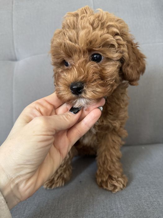 Pudel TOY  piękna suczka red brown, gotowa do odbioru na już