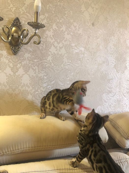 Бенгальські кошенята