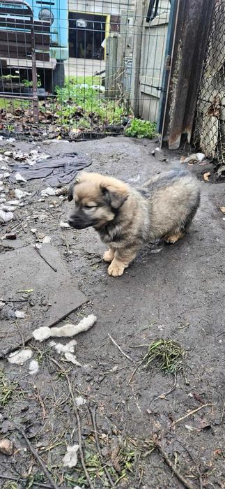 Oddam pieski w dobre ręce