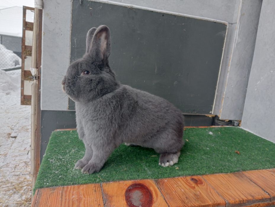 Wiedeński Niebieski samiec