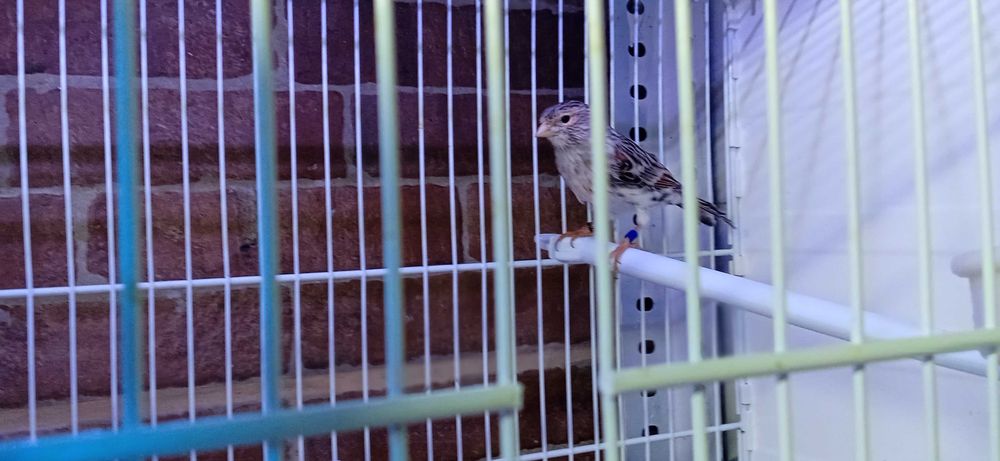 Canario Femea Agata Mosaico Vermelha de 2025