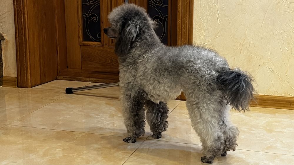 В‘язка Пуделя