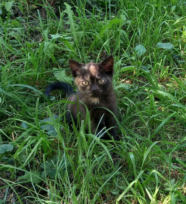 Віддам у добрі руки кошеня