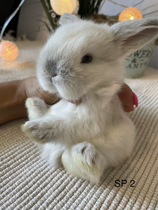 Królik króliczki Mini Lop Miniaturowy Baranek LEGALNA HODOWLA