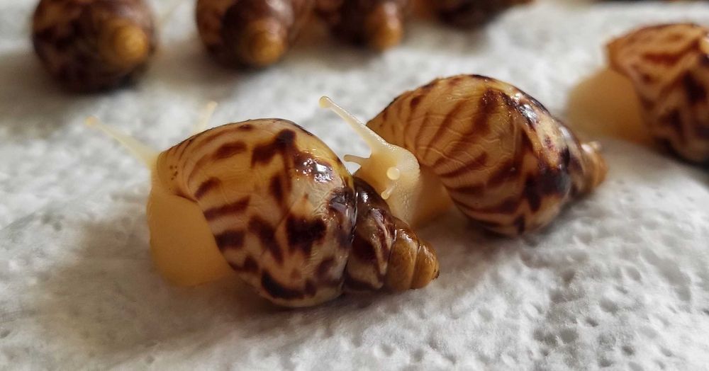 Ślimak Achatina reticulata