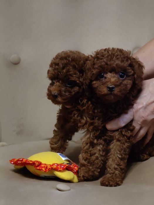 Piesek Toy red brown. Badania  genetyczne.