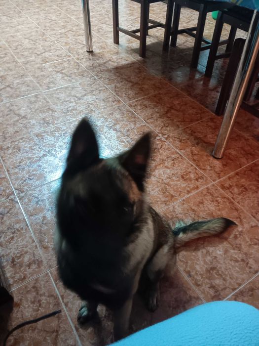 Animais de estimação