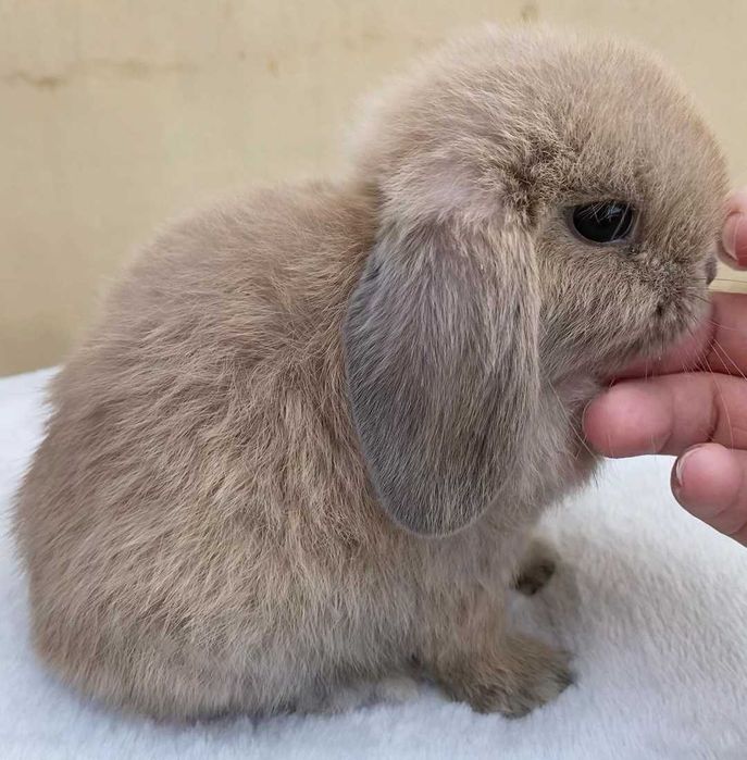 Coelhos anões orelhudos, mini lop adoráveis, KIT completo