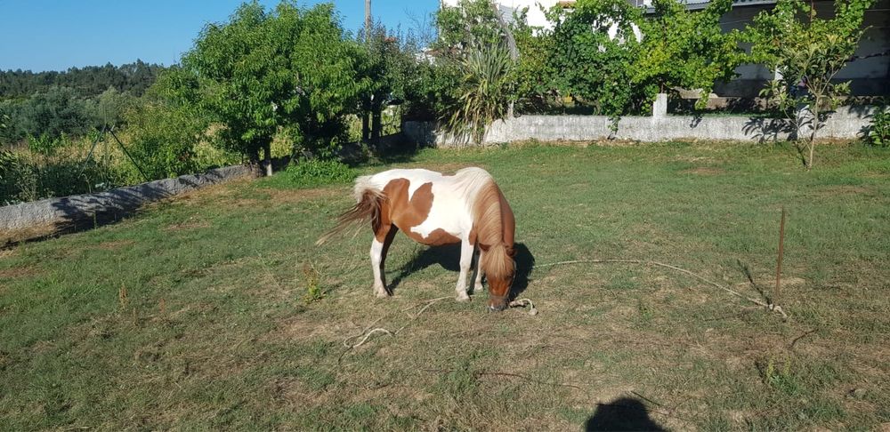 Poney c/s charrete e arreios