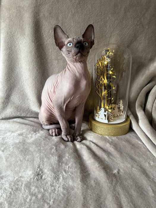 Gatinho sphynx canadiano