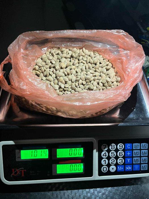 косточка алычи на подвой