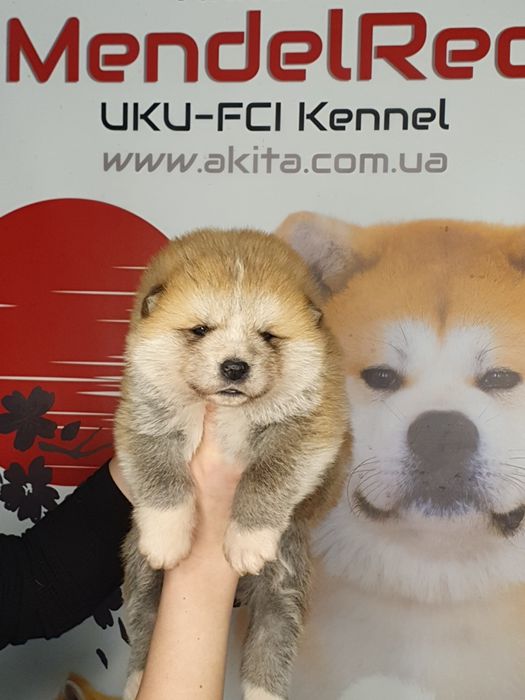 Щенки акита ину, японская акита