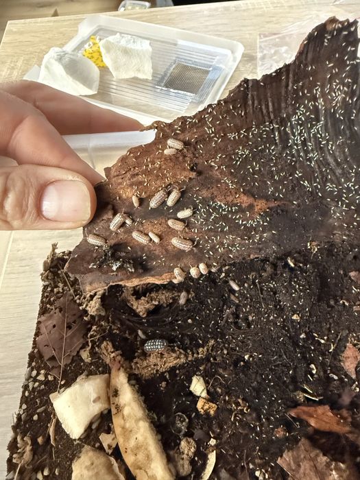 Isopody Armadillidium werneri