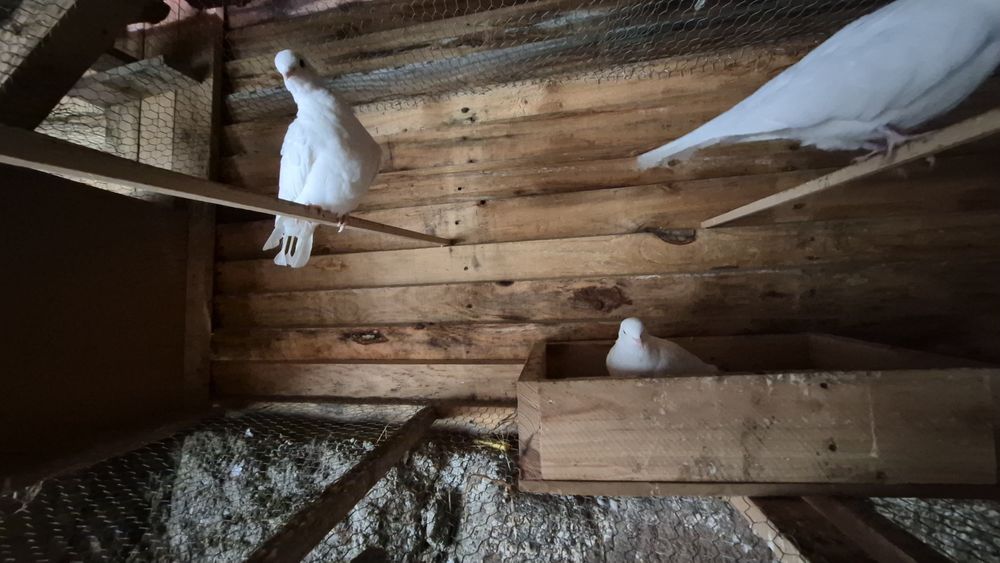 Rolas brancas meigas