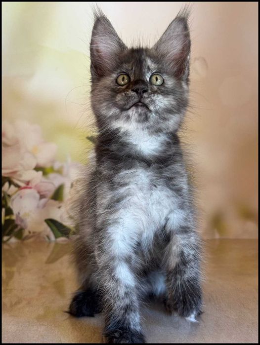 Koteczka Maine Coon Zamira w opcji do hodowli