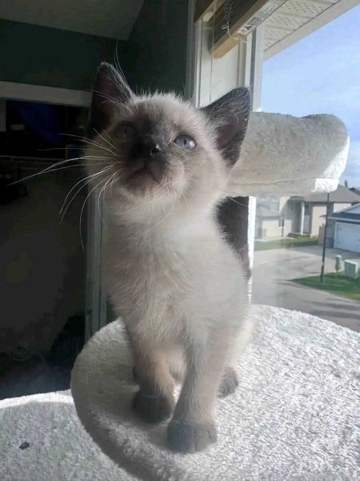 Сіамські кошенята