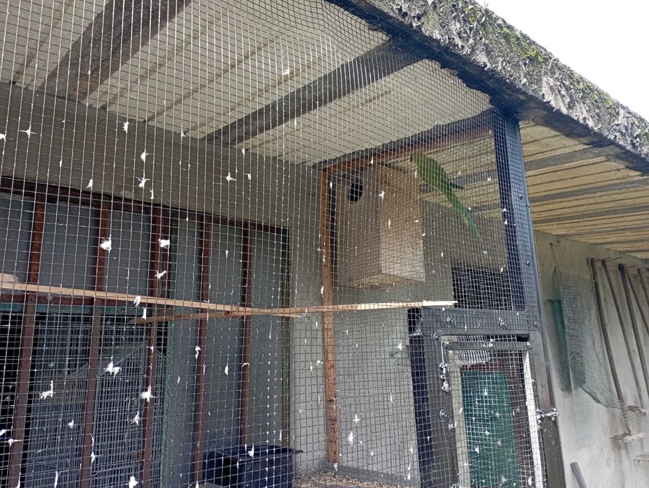 Ring neks e outras aves