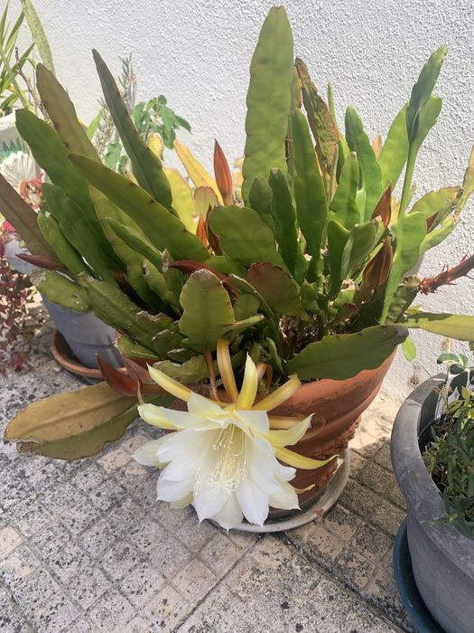 Suculenta com flor