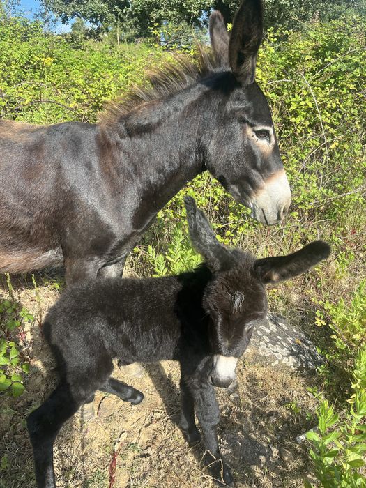 Burrinha parida pequena cerca de 1,15m