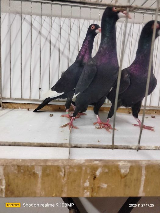 Golebie ozdobne podbrodki