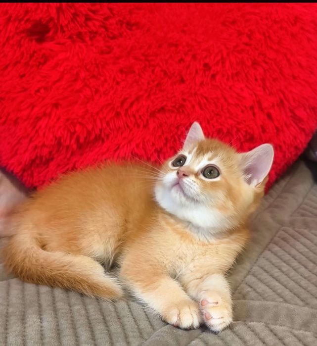 хлопчик шотландський котята котики