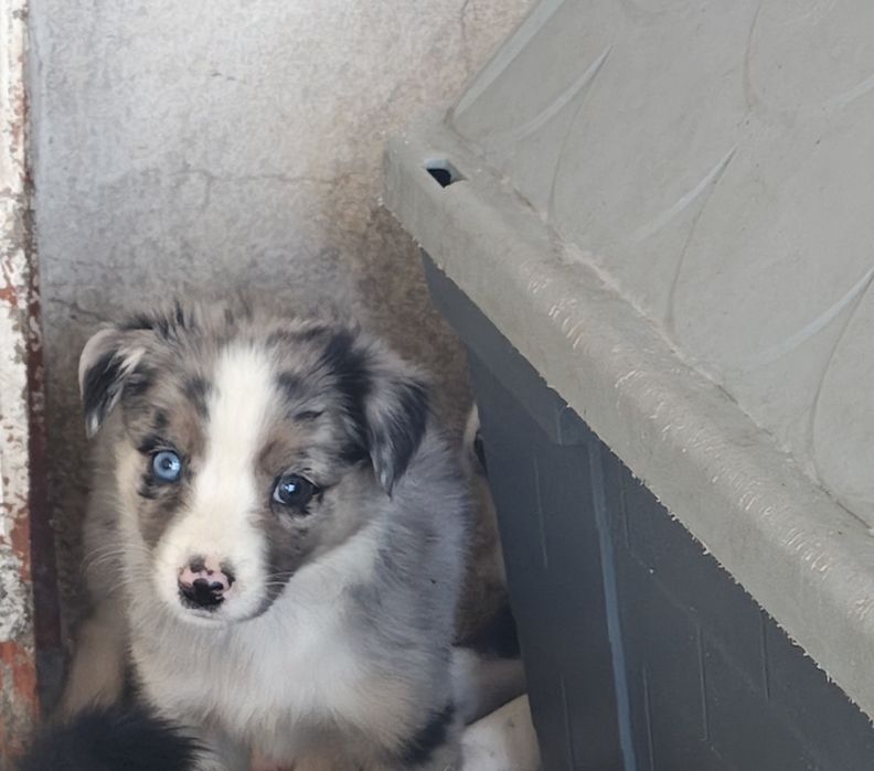 Border collie macho merle puro