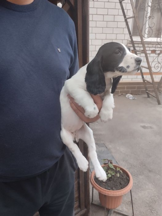 Продам цуценят Спаніельчиків