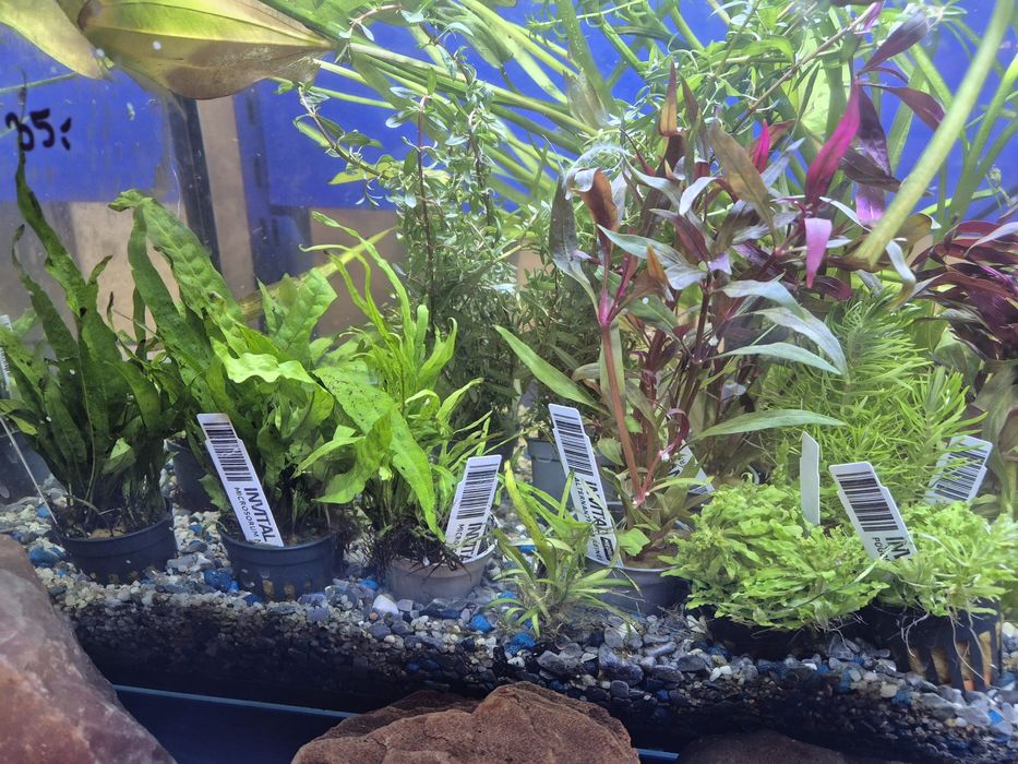 Rośliny akwariowe