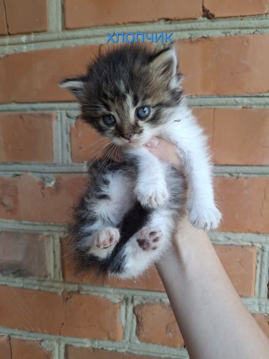 Даруємо  котиків