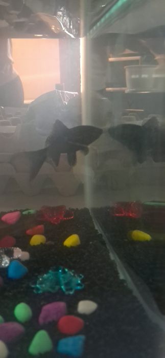 RESERVADOS Oferta/Doação: 2 Peixes de Água Fria (Zona de Coimbra)