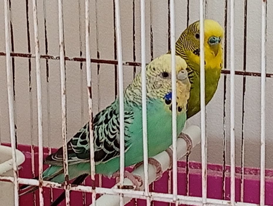 Casal Piriquitos