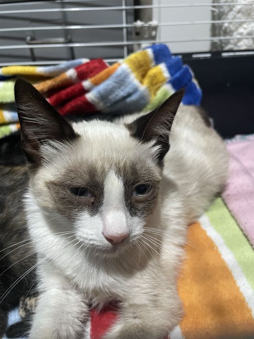 Gatinhos para adoção responsável