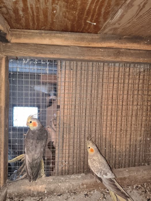 Sprzedam papugi nimfy