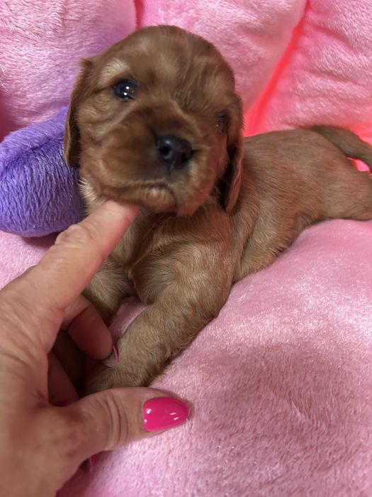 Cavalier o umaszczeniu ruby dziewczynka
