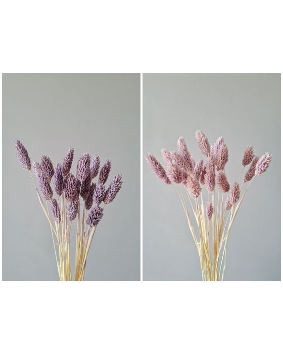 Лагурус, зайцехвіст, фалярис