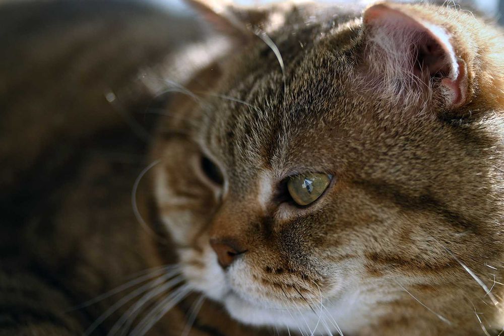 Nikon Z Meike 85/2.8 Macro -мануальний макрооб’єктив з масштабом 1,5:1