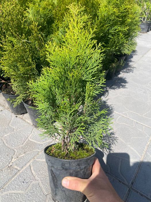 Туя смарагд 60 см