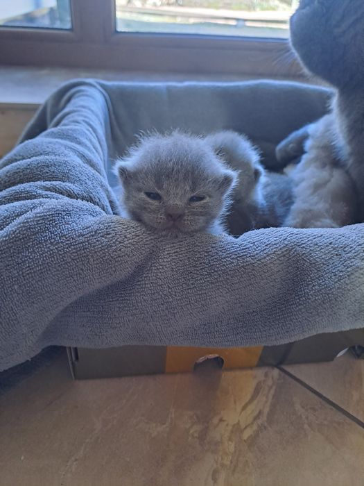 Шотландські кошенята