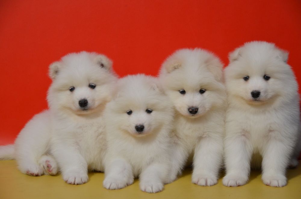 Samoyed ZKwP FCI piesek  suczki